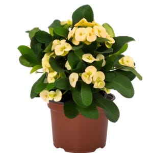 May include: A potted crown of thorns plant with yellow flowers and dark green leaves. The plant is in a brown plastic pot. The flowers are small and clustered together, and the leaves are oval-shaped.
