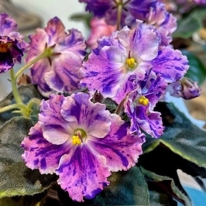 Snow edelweiss African violet starter plant (ALL Starter PLANTS require you to purchase 2 plants!)