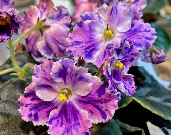 Snow edelweiss African violet starter plant (ALL Starter PLANTS require you to purchase 2 plants!)