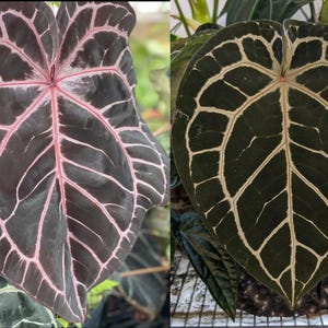 Anthurium Wonderboy X Michelle Starter Plant (ALL STARTER PLANTS