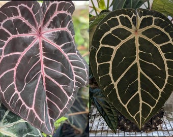 Anthurium (luxurians X SKG Grey) X (magnificum 'fantasy' X Besseae