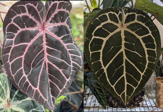 Anthurium Wonderboy X Michelle Starter Plant (ALL STARTER