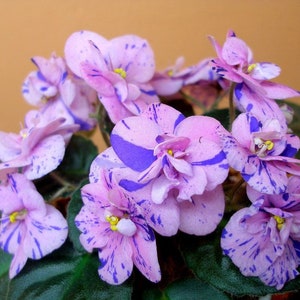 Rob’s dust storm African violet starter plant (ALL Starter PLANTS require you to purchase 2 plants!)