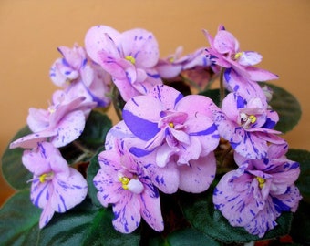 Rob’s dust storm African violet starter plant (ALL Starter PLANTS require you to purchase 2 plants!)