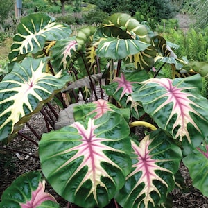 Colocasia Waikiki Starter Plant (ALL STARTER PLANTS require you to purchase 2 plants!)