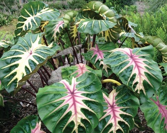 Colocasia Waikiki Starter Plant (ALL STARTER PLANTS require you to purchase 2 plants!)