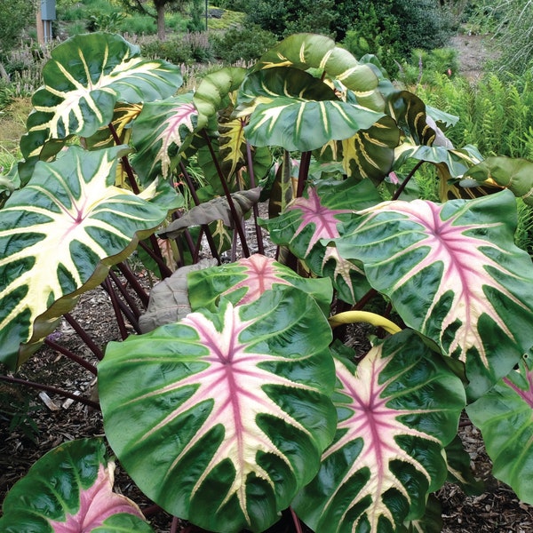 Colocasia Waikiki Starter Plant (ALL STARTER PLANTS require you to purchase 2 plants!)