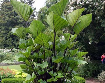 Colocasia Coffee Cups Unique Starter Plant **(ALL Plants Require You to  Purchase ANY 2 Plants!)** - Etsy