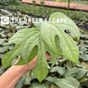 Spider man monstera “amydrium silver” 4” pot (ALL PLANTS require you to purchase 2 plants!)