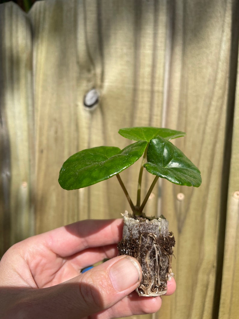 Farfugium Gigantea Giant Leopard Plant tractor Seat Etsy