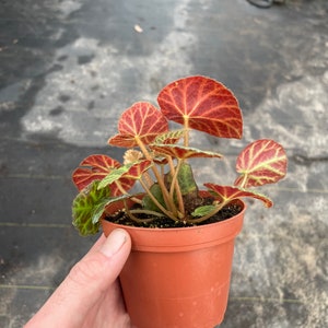 Begonia klemmei 4 pot ALL PLANTS require you to purchase 2 plants image 6