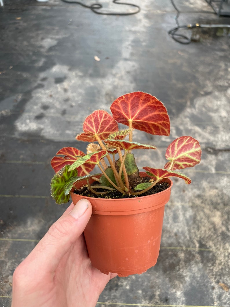 Begonia klemmei 4 pot ALL PLANTS require you to purchase 2 plants image 6