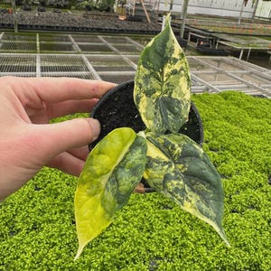 May include: A potted plant with large, variegated leaves in shades of green and yellow. The plant is held in a black pot, set against a backdrop of green foliage and a greenhouse structure.