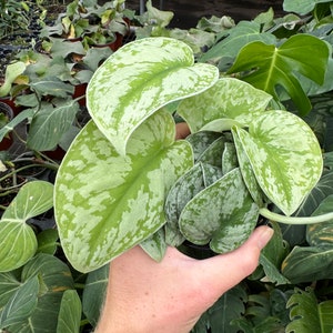 Scindapsus silver satin 4” pot (ALL PLANTS require you to purchase 2 plants!) image 3