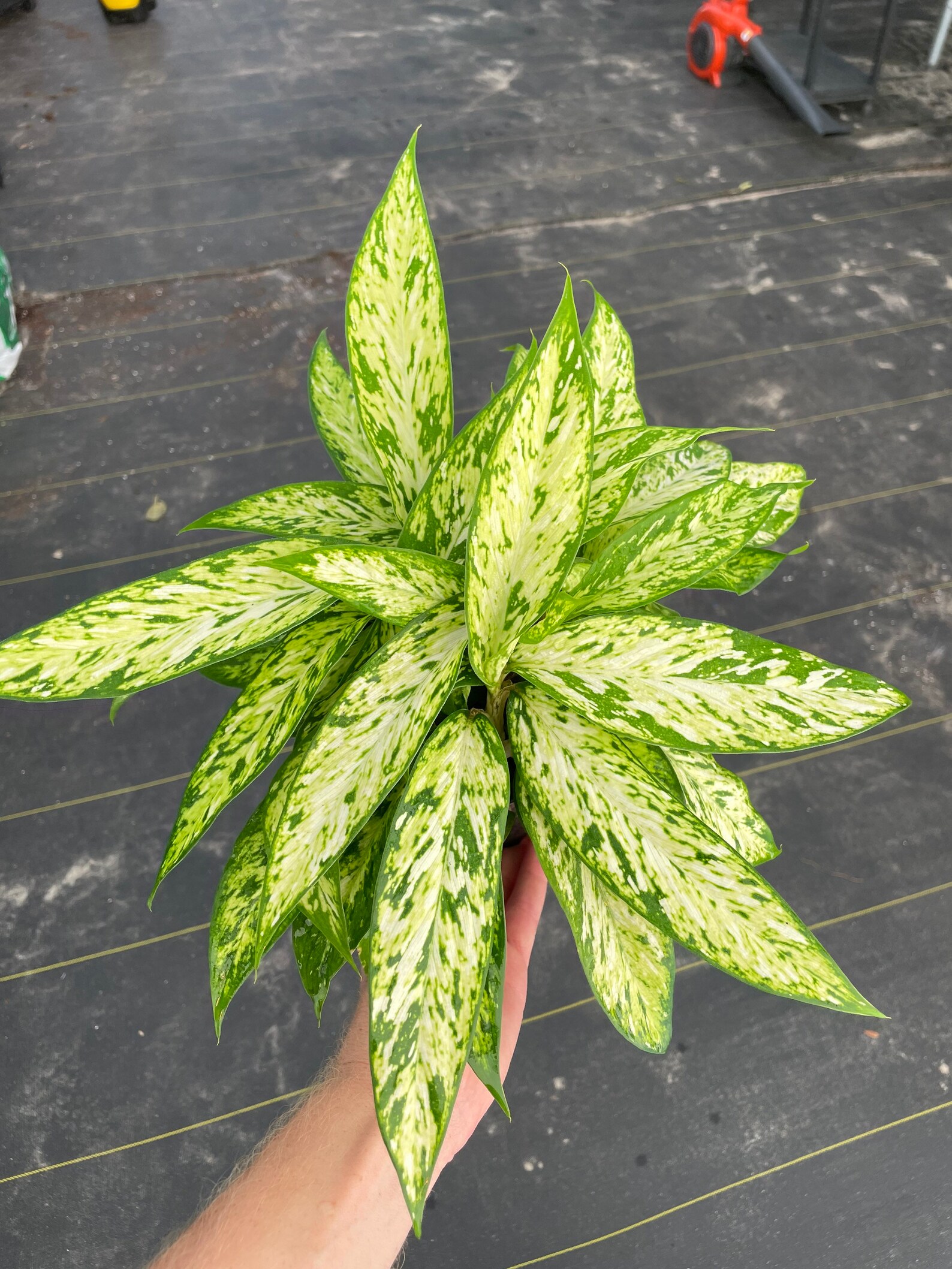 Dieffenbachia Starbright 4 Pot ALL PLANTS Require You To Etsy