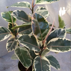 Ficus Tineke multiple stem Starter Plant (ALL STARTER PLANTS require you to purchase 2 plants!)