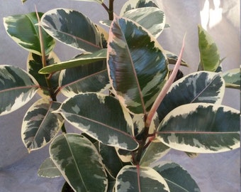 Ficus Tineke multiple stem Starter Plant (ALL STARTER PLANTS require you to purchase 2 plants!)