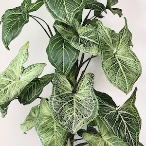 Syngonium batik Starter Plant (ALL STARTER PLANTS require you to purchase 2 plants!)