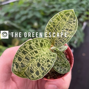 Macodes petola jewel orchid 2” pot (ALL PLANTS require you to purchase 2 plants!)