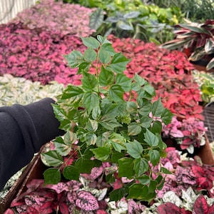 Radermachera sinica  (China doll) 4” pot (ALL PLANTS require you to purchase 2 plants!)