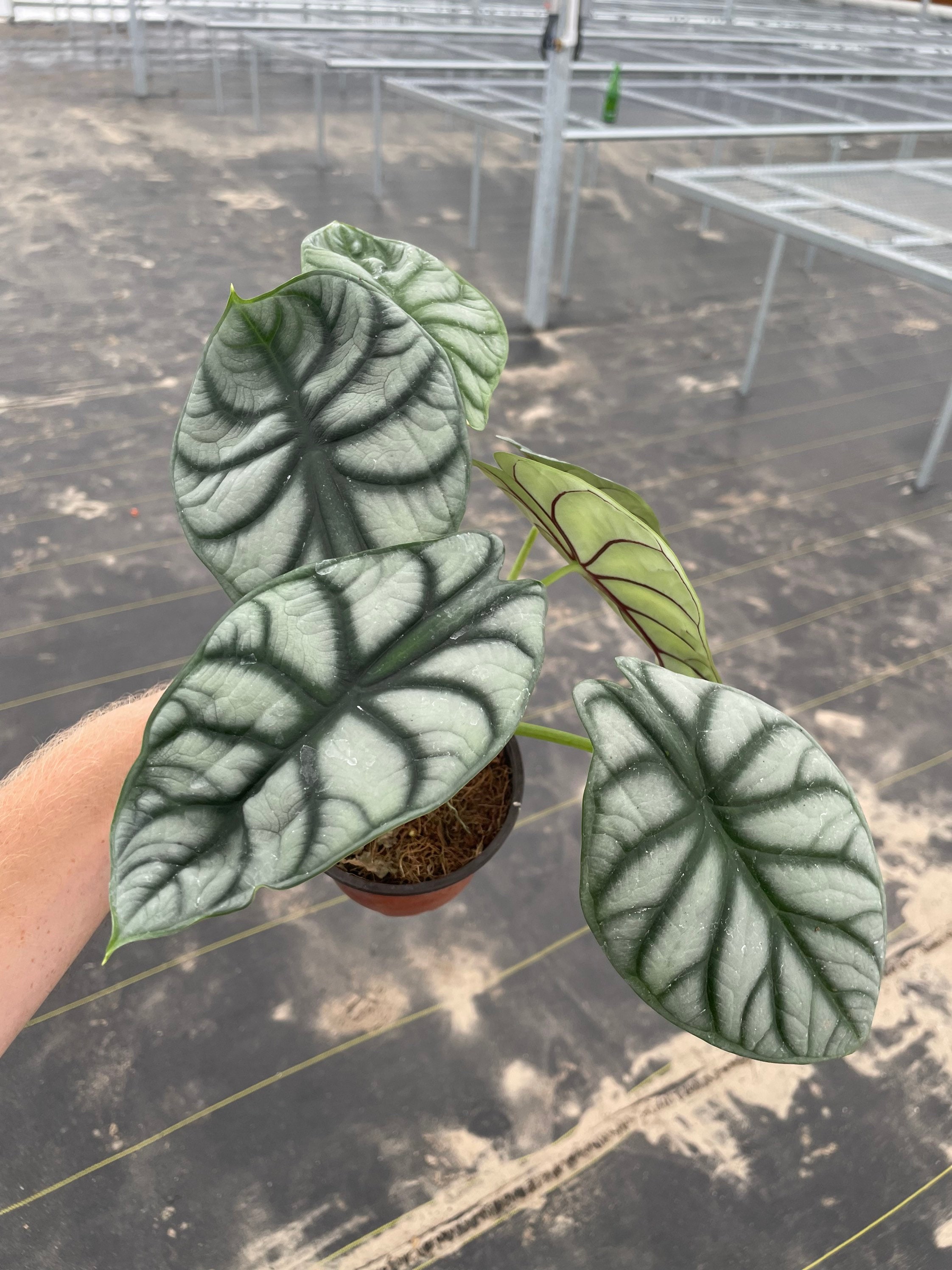P*.様 【珍希少】Alocasia'silver dragon'varigat Alocasia Silver Dragon | Exotic and Rare Indoor Plant – All