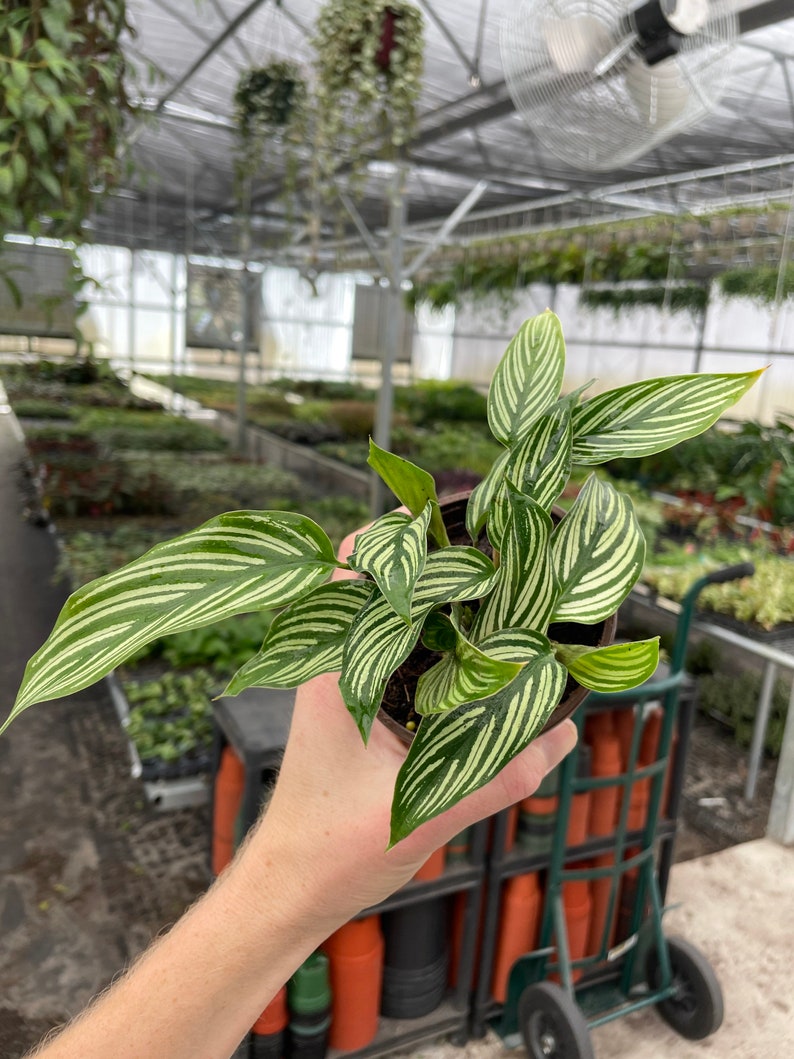 TheGreenEscape Calathea - Thumbnail 3
