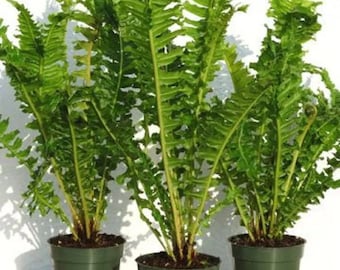 Brazilian tree Fern Starter Plant (ALL STARTER PLANTS require you to purchase 2 plants!)