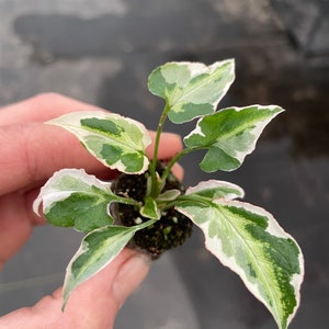 Syngonium Starlite Starter Plant ALL STARTER PLANTS require you to purchase 2 plants image 2