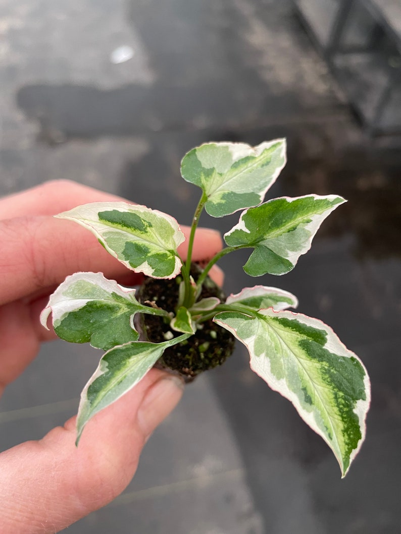 Syngonium Starlite Starter Plant ALL STARTER PLANTS require you to purchase 2 plants image 2