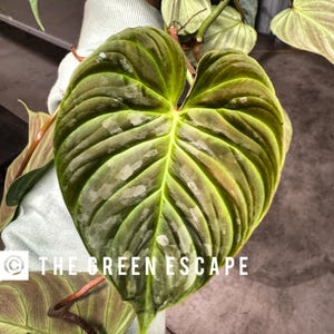 Philodendron majestic Starter Plant (ALL STARTER PLANTS require you to purchase 2 plants!)