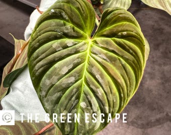 Philodendron majestic Starter Plant (ALL STARTER PLANTS require you to purchase 2 plants!)