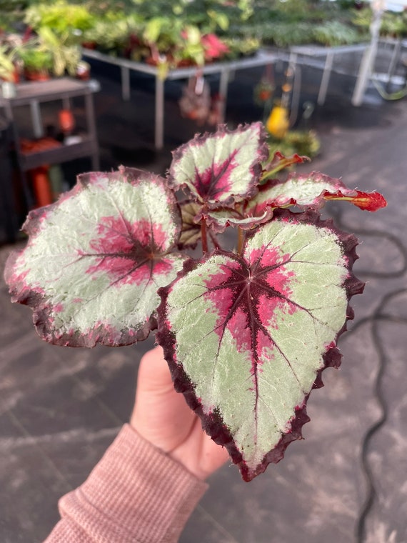 Harmonys Bullseye Begonia Starter Plant ALL STARTER PLANTS Require You to  Purchase 2 Plants - Etsy