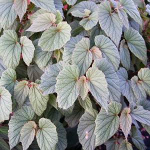 Begonia Frosty Starter Plant (ALL STARTER PLANTS require you to purchase 2 plants!)