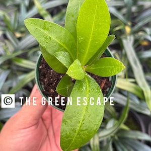 May include: A small potted plant with vibrant green leaves, held in a hand. The plant has several large, oval-shaped leaves with water droplets. The pot is dark green, and the text "THE GREEN ESCAPE" is visible.