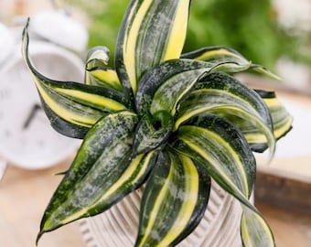 Sansevieria spiral star Starter Plant (ALL STARTER PLANTS require you to purchase 2 plants!)