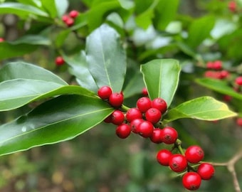 May include: A cluster of bright red, spherical berries growing on a branch with smooth, glossy, dark green leaves. The berries are tightly packed together, showcasing a vibrant contrast against the deep green foliage of the holly plant.