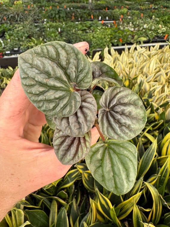Peperomia Frost Caperata - Silver Frost Ripple Live Indoor Plant In 2" Pot, Low Maintenance Houseplant