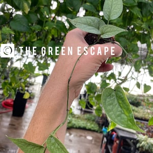 May include: A small potted plant with light green leaves is held in a hand. The plant has several leaves and a long, thin stem. The text "THE GREEN ESCAPE" is printed in white on the image. The background is filled with green foliage.