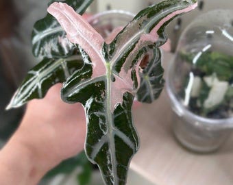 Alocasia pink nobilis Tissue Culture (ALL PLANTS require you to purchase 2 plants!)