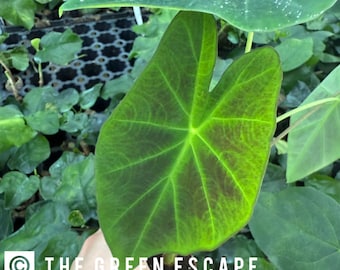 Colocasia Illustris 2” Pot (ALL PLANTS require you to purchase 2 plants!)