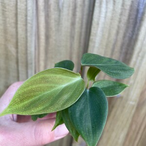 Philodendron .sp fuzzy petiole Starter Plant ALL STARTER PLANTS require you to purchase 2 plants image 2