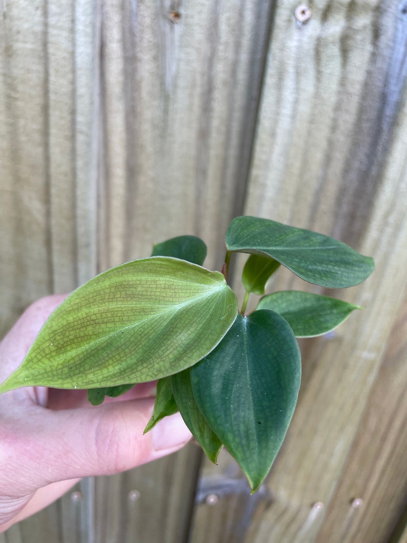 Philodendron .sp fuzzy petiole Starter Plant ALL STARTER PLANTS require you to purchase 2 plants image 2