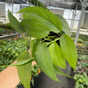 May include: A close-up of a green houseplant with large, heart-shaped leaves. The plant is being held by a person's hand.
