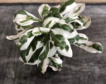 Alternanthera snow queen Starter Plant (ALL STARTER PLANTS require you to purchase 2 plants!)