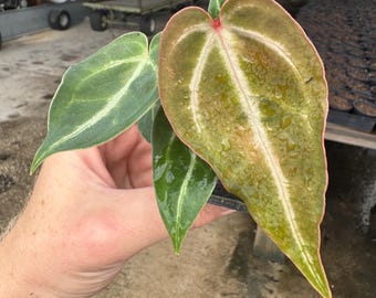 Anthurium Subsignatum Hybrid - Etsy