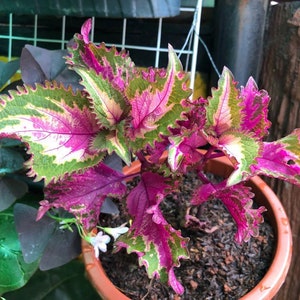 Coleus peters wonder Starter Plant (ALL STARTER PLANTS require you to purchase 2 plants!)