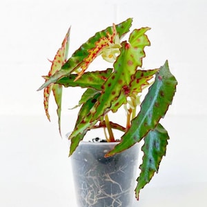 Begonia amphioxus polka dot Planta de inicio (¡TODAS LAS PLANTAS DE INICIO requieren la compra de 2 plantas!)