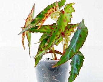 Begonia amphioxus polka dot Starter Plant (ALL STARTER PLANTS require you to purchase 2 plants!)