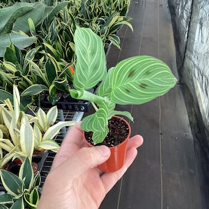 Puede incluir: Una pequeña planta en maceta con hojas verdes y blancas rayadas. La planta está en una maceta de plástico marrón y está siendo sostenida por una mano.