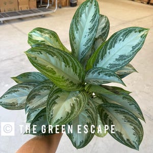 May include: A close-up of a potted Aglaonema plant with large, oval-shaped leaves. The leaves are a mix of light green, dark green, and silver, with a striking pattern. The text "THE GREEN ESCAPE" is visible on the image.